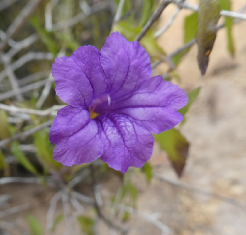 Ruellia californica ssp. peninsularis