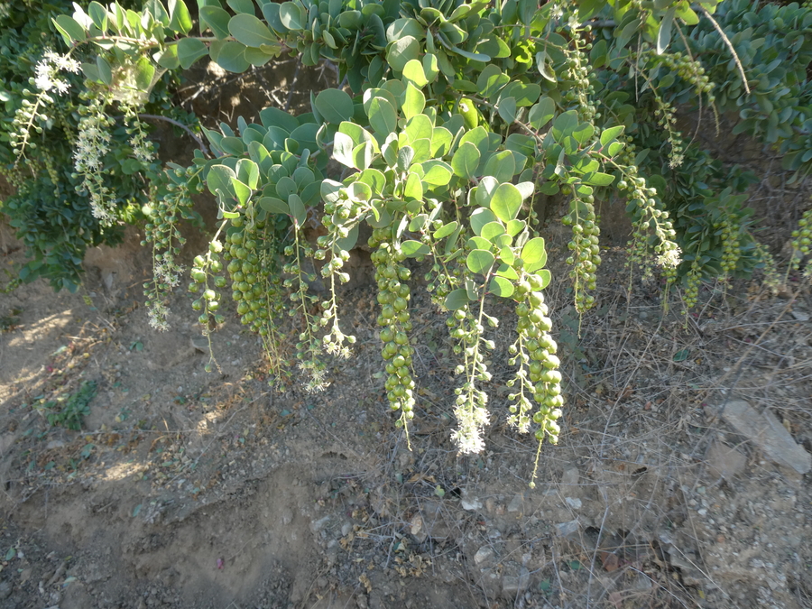 Stegnosperma halimifolium