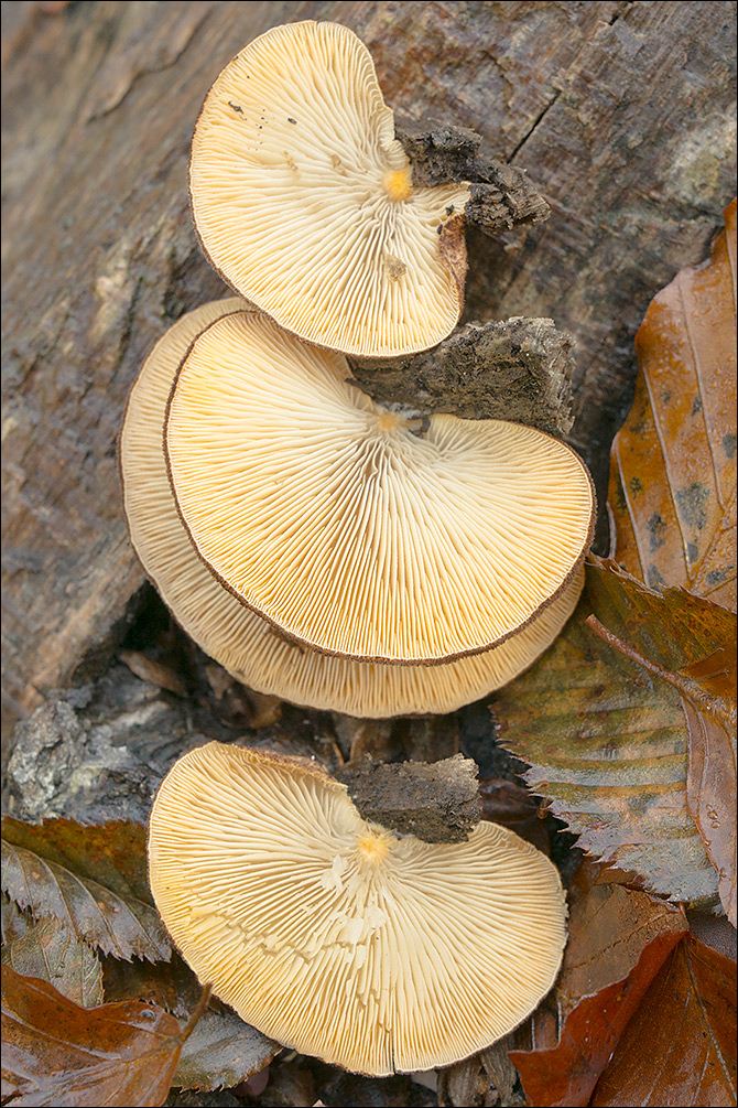 Crepidotus crocophyllus