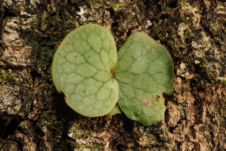 Platycerium superbum