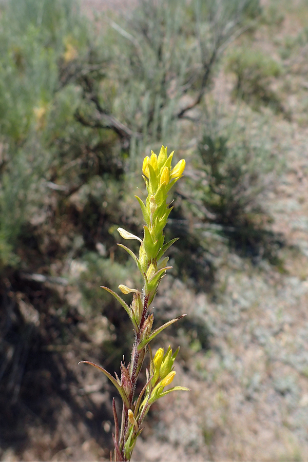 Orthocarpus luteus Orthocarpus luteus