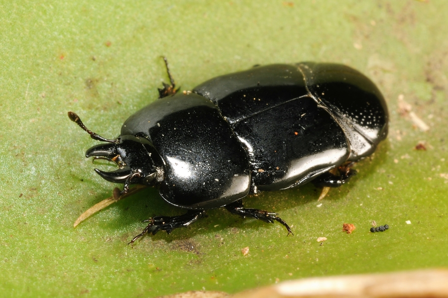 Hololepta lissopyga