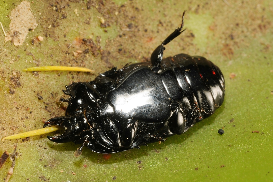 Hololepta lissopyga