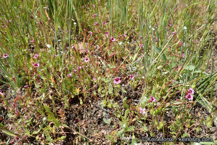 Erythranthe androsacea