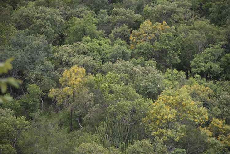 Pterocarpus rotundifolius