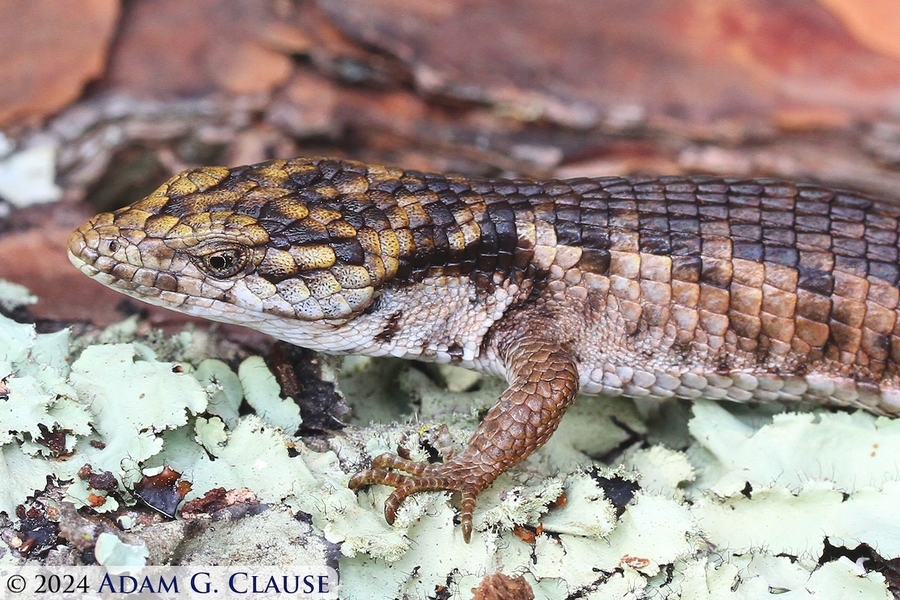 Abronia cunemica