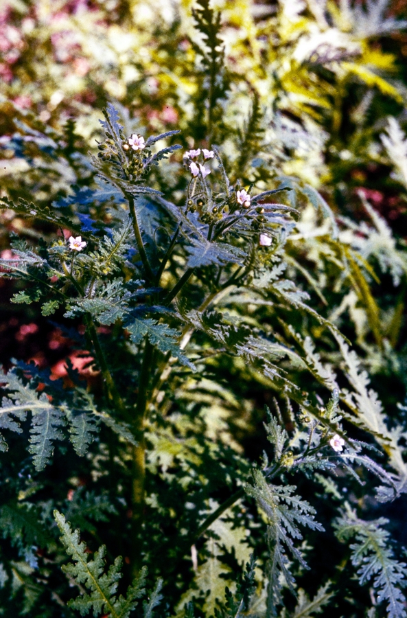 Eucrypta chrysanthemifolia