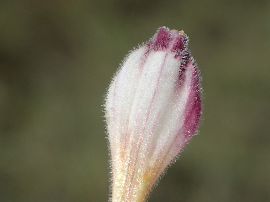 Chloropyron maritimum ssp. palusture