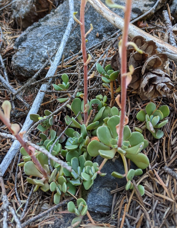 Sedum marmorense