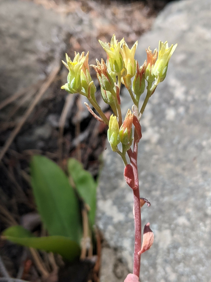 Sedum marmorense