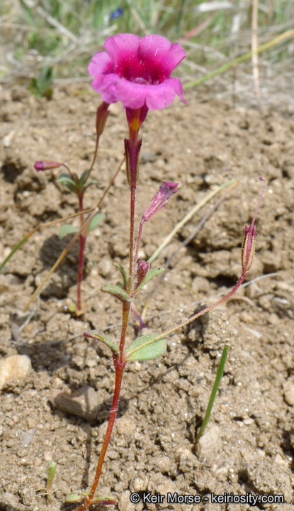 Erythranthe diffusa