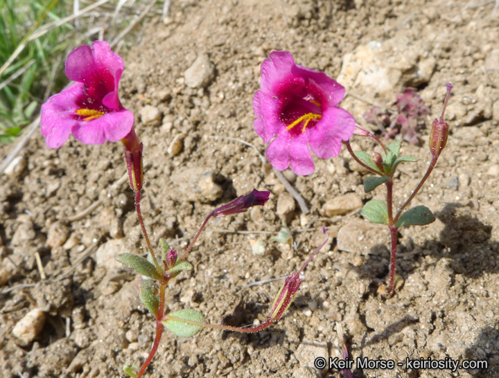 Erythranthe diffusa