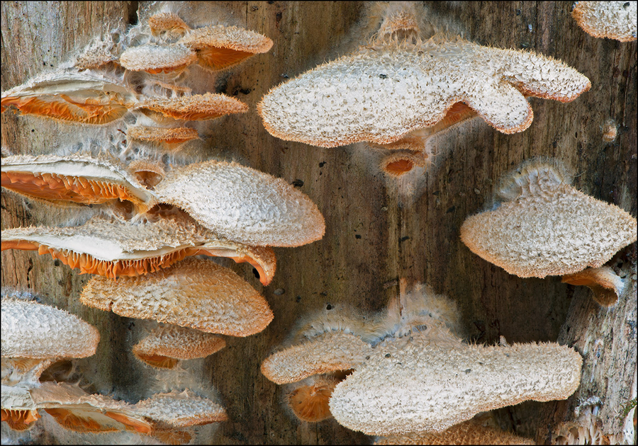Phyllotopsis nidulans