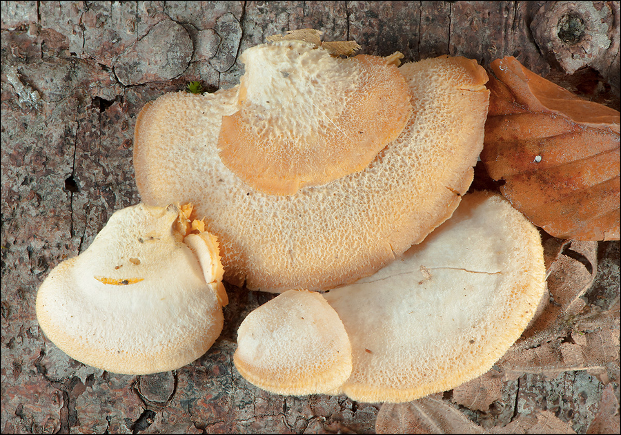 Phyllotopsis nidulans