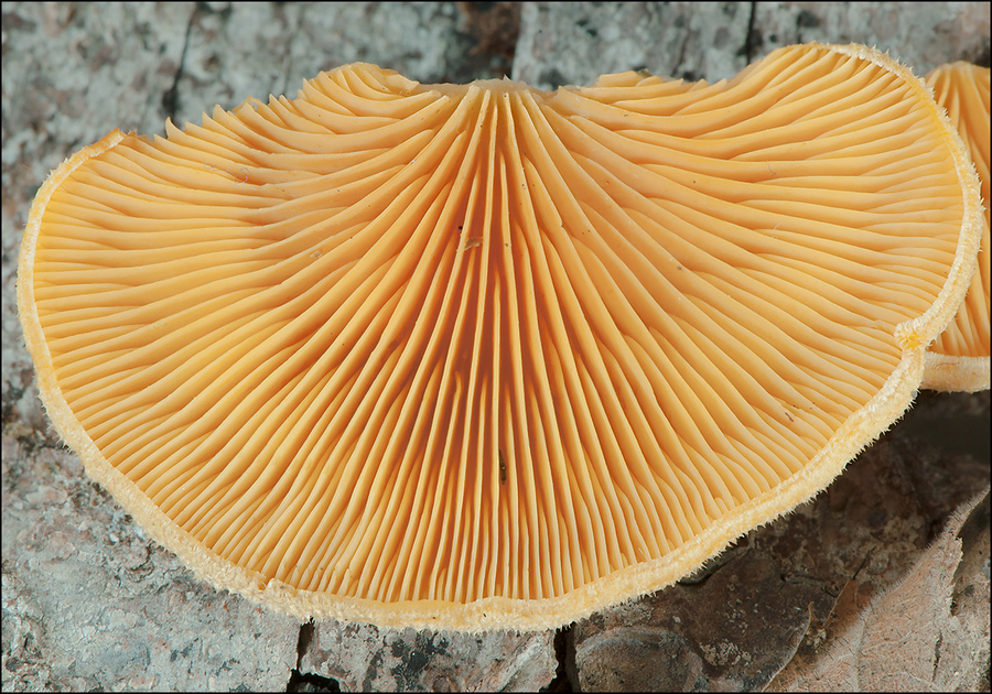 Phyllotopsis nidulans