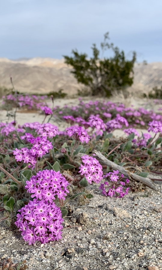 Abronia villosa