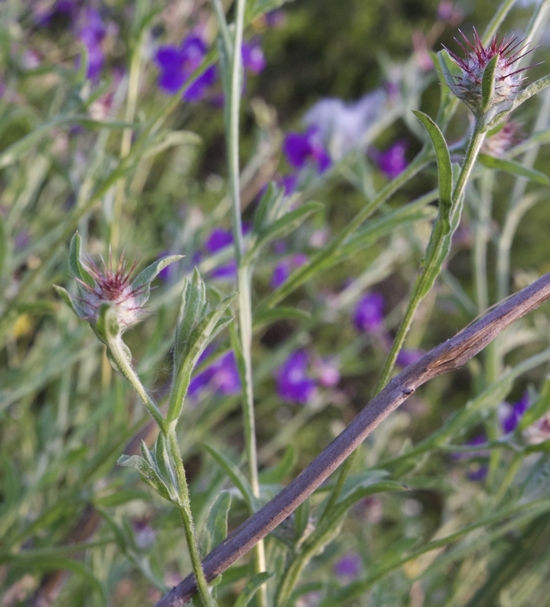 Centaurea melitensis