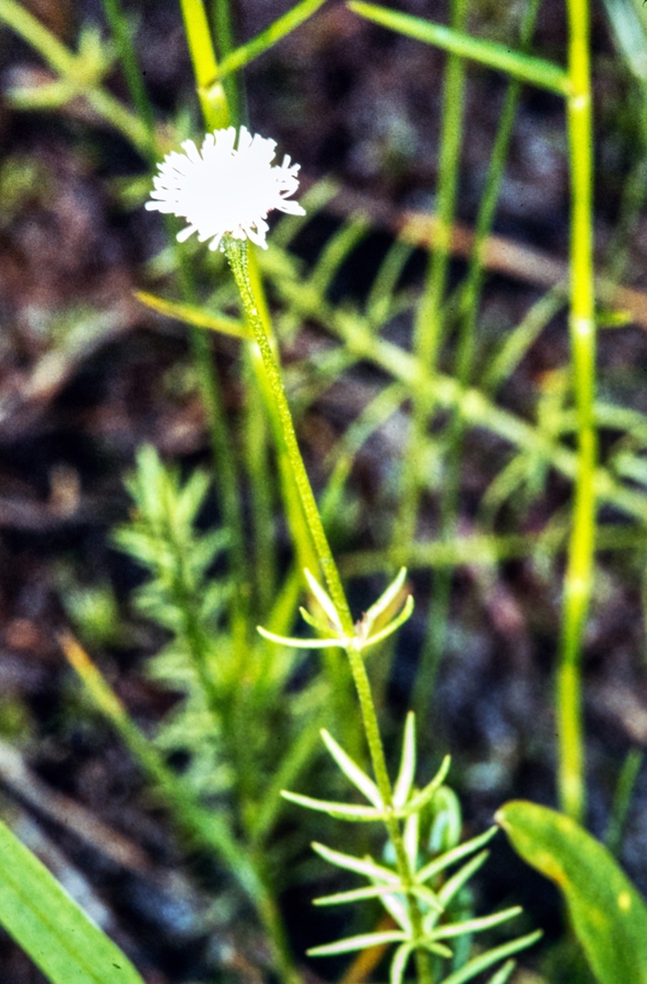 Sclerolepis uniflora