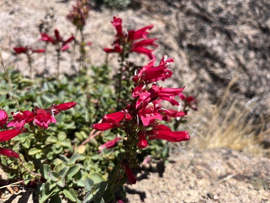 Penstemon newberryi var. sonomensis Penstemon newberryi var. sonomensis