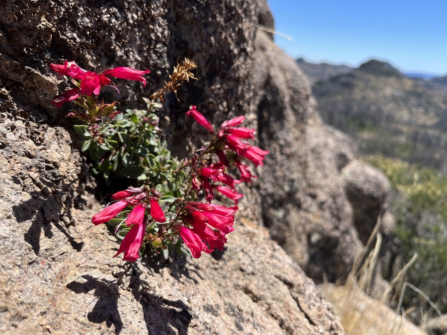Penstemon newberryi var. sonomensis Penstemon newberryi var. sonomensis
