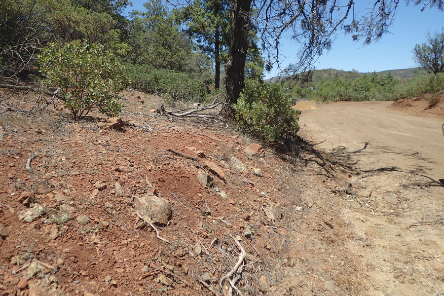 Hesperolinon drymarioides Hesperolinon drymarioides
