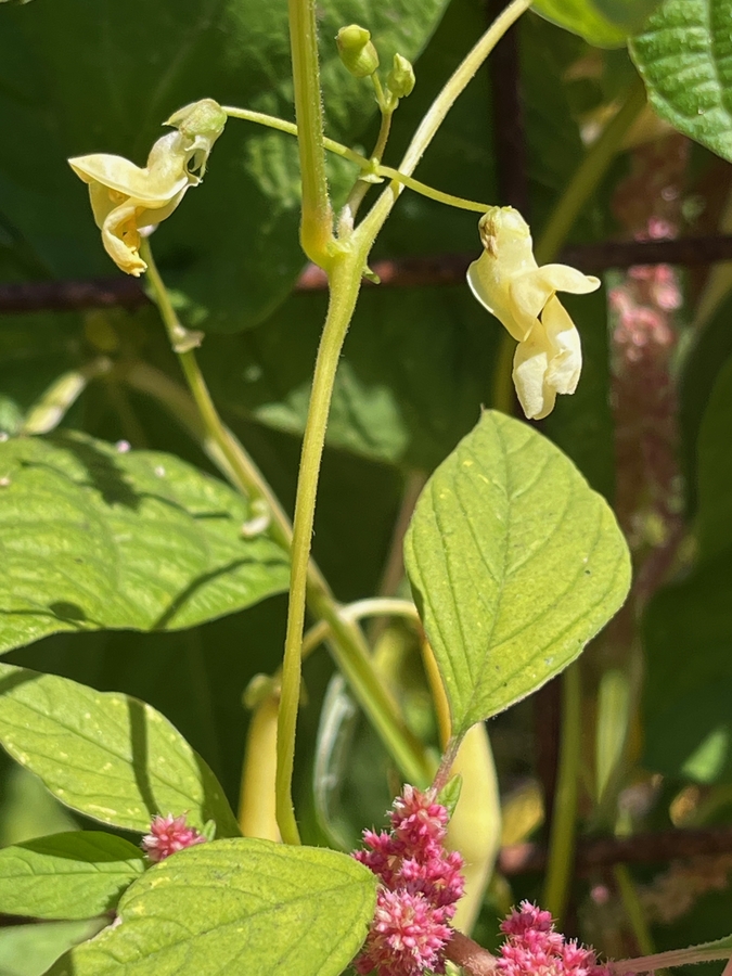 Phaseolus vulgaris