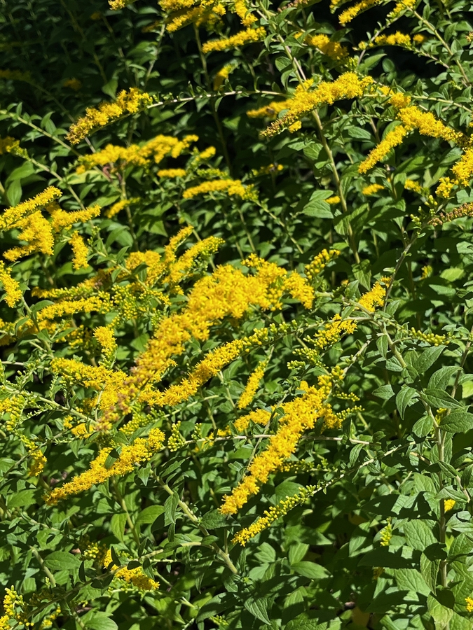 Solidago rugosa