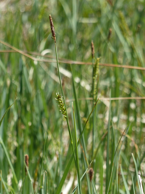 Carex klamathensis