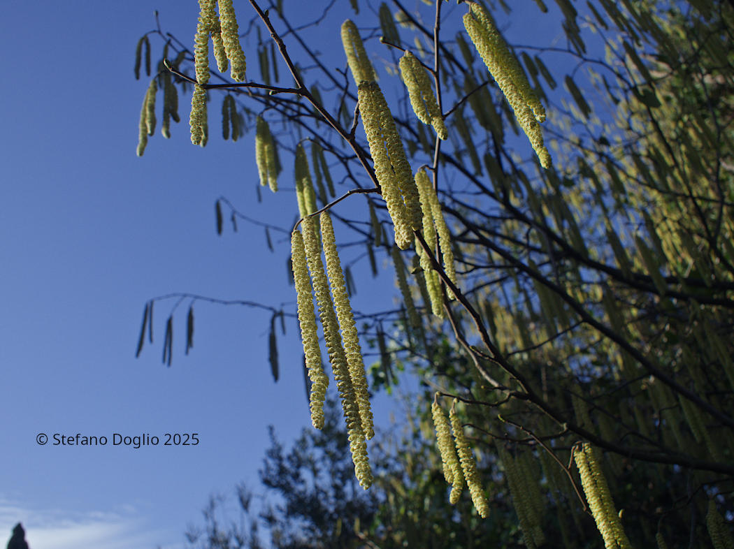 Corylus avellana