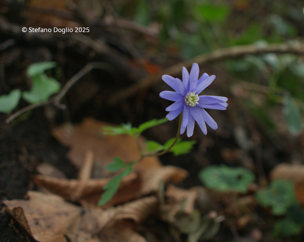 Anemonoides apennina