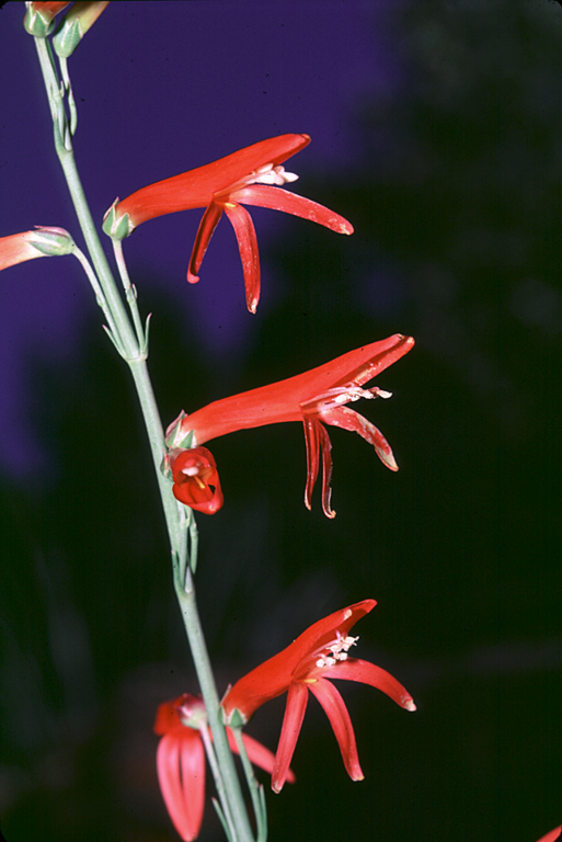 Penstemon labrosus Penstemon labrosus