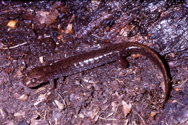 Desmognathus conanti