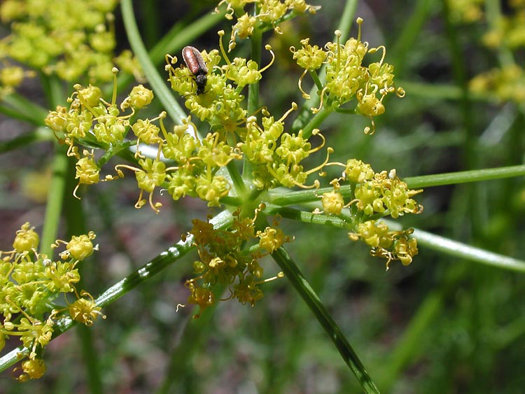 Cymopterus terebinthinus var. petraeus