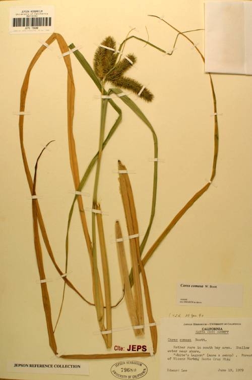 Carex comosa