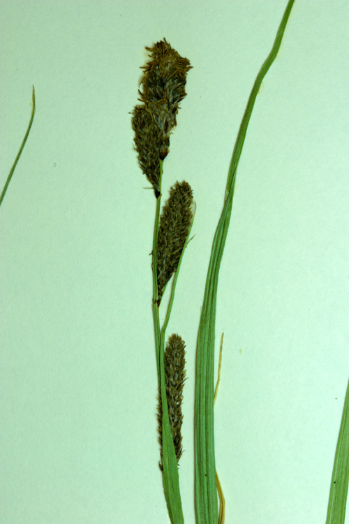 Carex congdonii