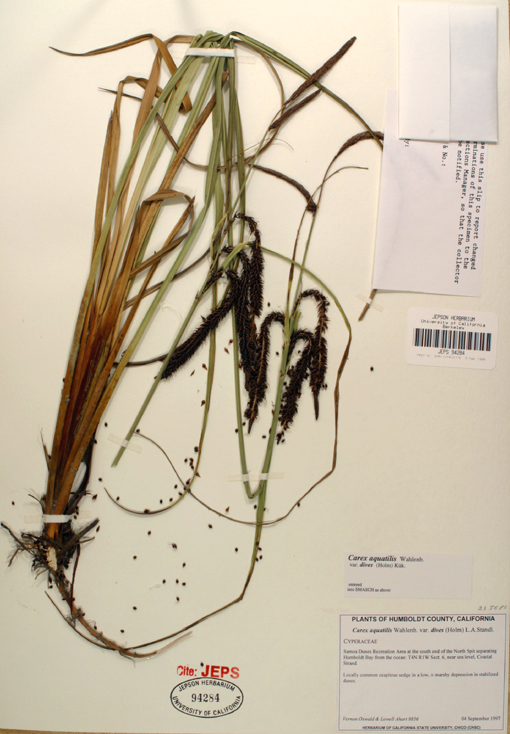 Carex aquatilis var. dives