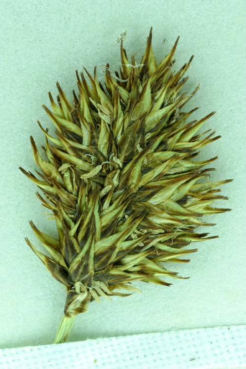 Carex haydeniana