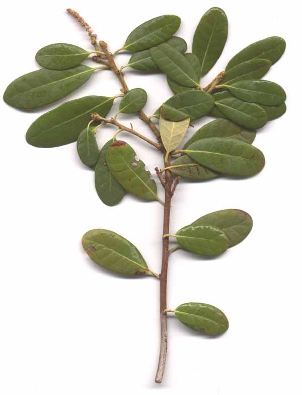 Chrysolepis sempervirens