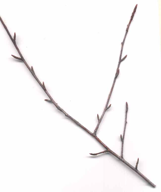 Prunus sp.