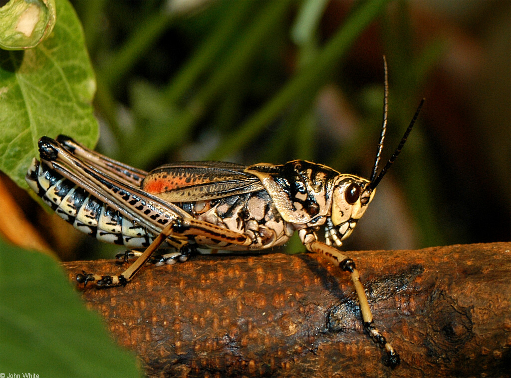 Romalea guttata