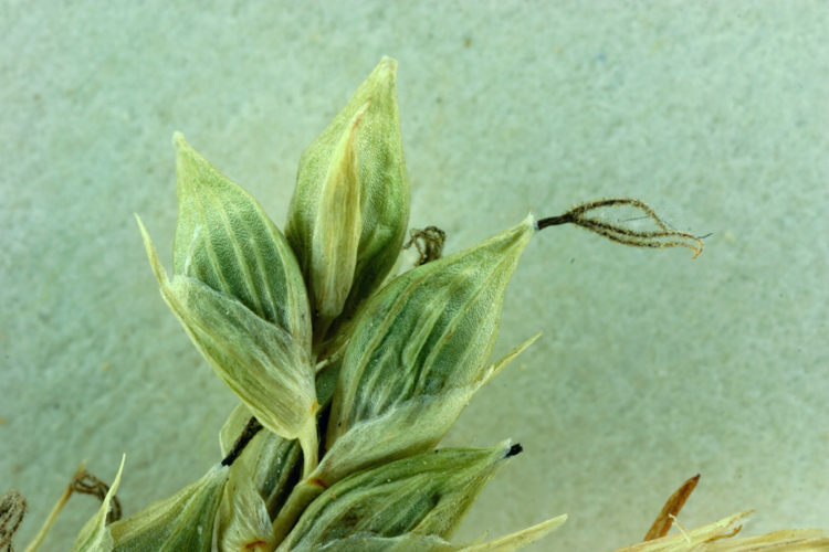 Carex whitneyi