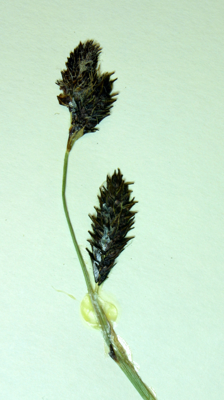 Carex luzulifolia