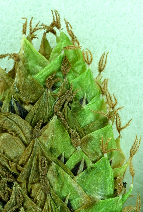Carex mertensii