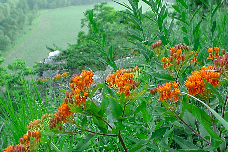 Asclepias tuberosa Asclepias tuberosa