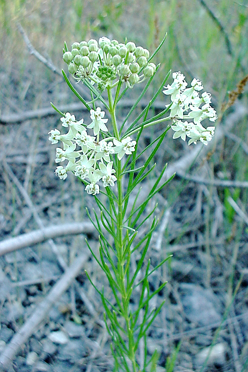 Asclepias verticillata Asclepias verticillata