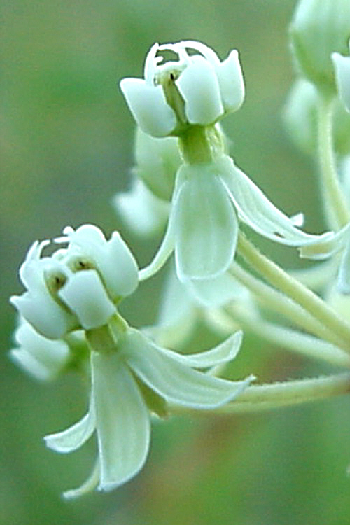 Asclepias verticillata Asclepias verticillata