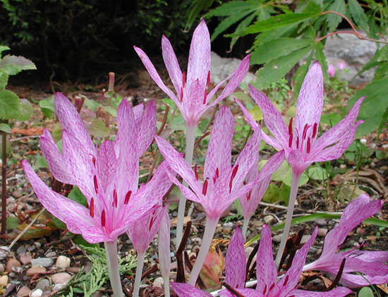 Colchicum agrippinum