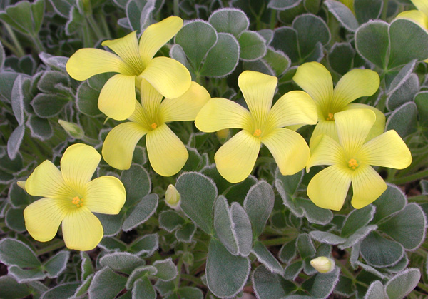 Oxalis purpurea var. ken aslet