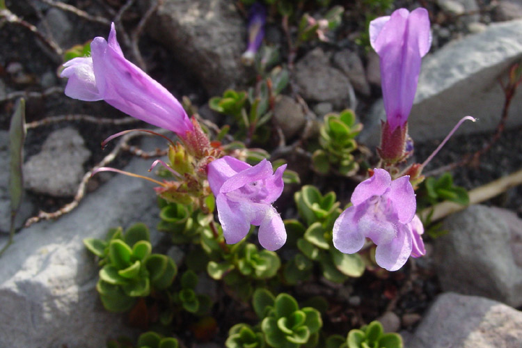 Penstemon davidsonii