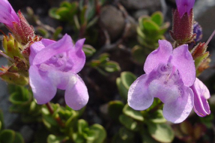 Penstemon davidsonii